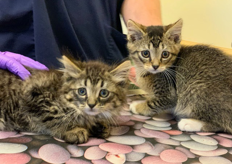Kitten Veterinary Care, Poland