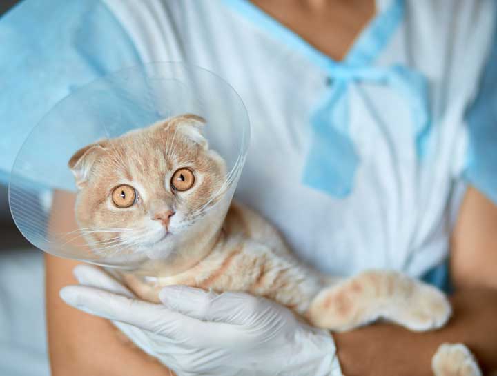 Surgery FAQs.
